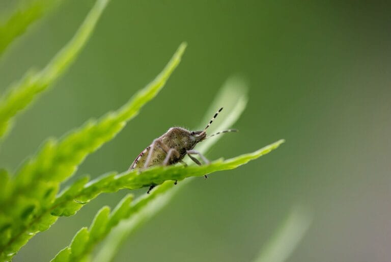 Brown marmorated stink bug (BMSB) risk season coming up - Greencarrier ...